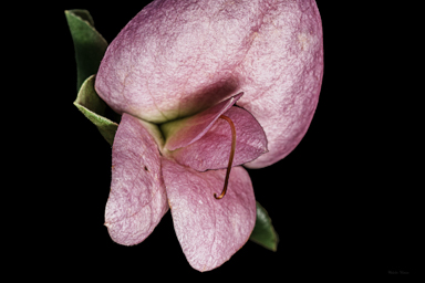 APII jpeg image of Eremophila cuneifolia x fraseri  © contact APII
