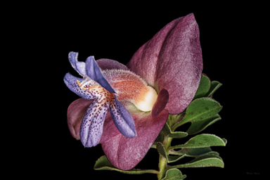 APII jpeg image of Eremophila cuneifolia x fraseri  © contact APII