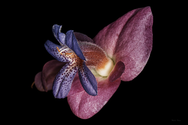 APII jpeg image of Eremophila cuneifolia x fraseri  © contact APII