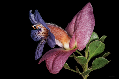 APII jpeg image of Eremophila cuneifolia x fraseri  © contact APII