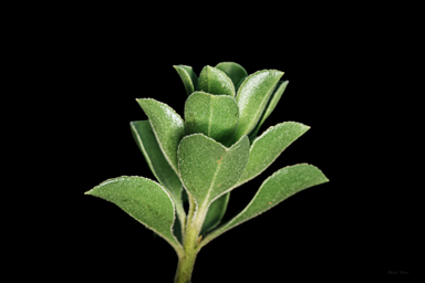 APII jpeg image of Lomatia tasmanica  © contact APII