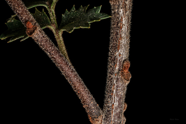 APII jpeg image of Lomatia tasmanica  © contact APII