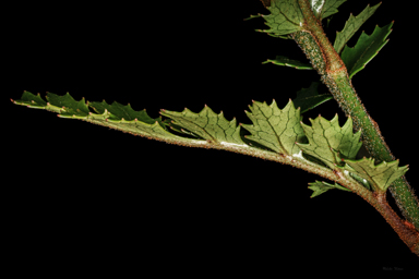 APII jpeg image of Lomatia tasmanica  © contact APII