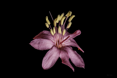 APII jpeg image of Phebalium speciosum  © contact APII