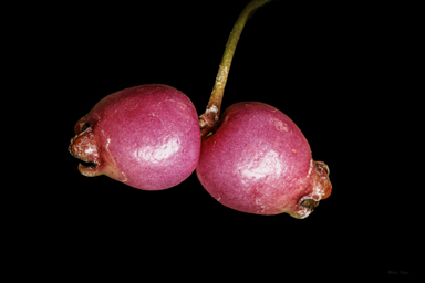 APII jpeg image of Syzygium paniculatum  © contact APII