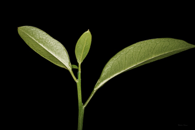 APII jpeg image of Syzygium paniculatum  © contact APII