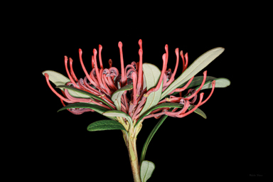 APII jpeg image of Telopea mongaensis  © contact APII