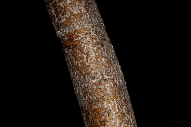 APII jpeg image of Westringia davidii  © contact APII