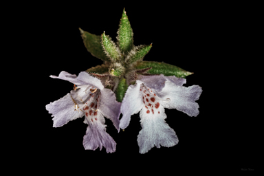 APII jpeg image of Westringia davidii  © contact APII