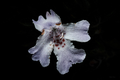 APII jpeg image of Westringia davidii  © contact APII