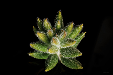 APII jpeg image of Westringia davidii  © contact APII