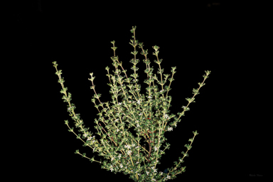 APII jpeg image of Zieria obcordata subsp. wuuluman  © contact APII