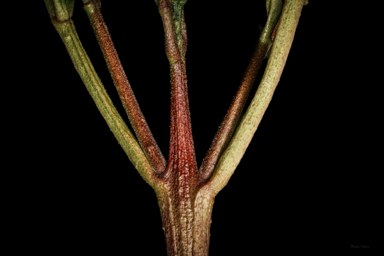 APII jpeg image of Zieria southwellii  © contact APII