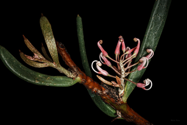 APII jpeg image of Hakea clavata  © contact APII