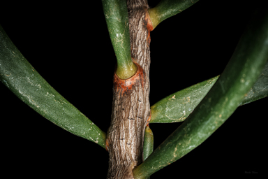APII jpeg image of Hakea clavata  © contact APII
