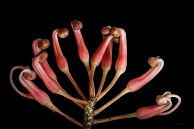 APII jpeg image of Hakea clavata  © contact APII