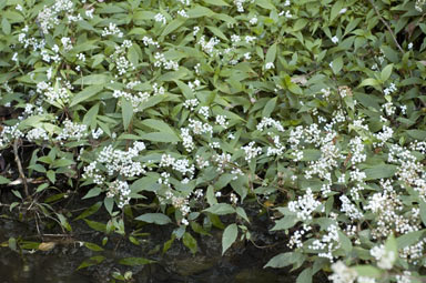 APII jpeg image of Ageratina riparia  © contact APII