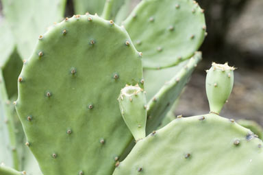 APII jpeg image of Opuntia stricta  © contact APII