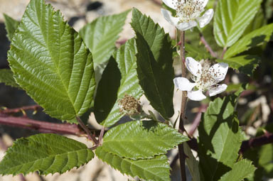 APII jpeg image of Rubus anglocandicans  © contact APII