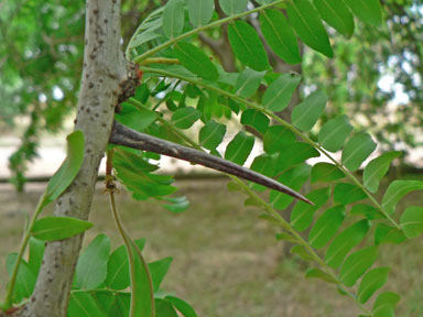 APII jpeg image of Gleditsia triacanthos  © contact APII