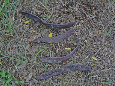 APII jpeg image of Gleditsia triacanthos  © contact APII