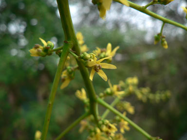 APII jpeg image of Koelreuteria paniculata  © contact APII