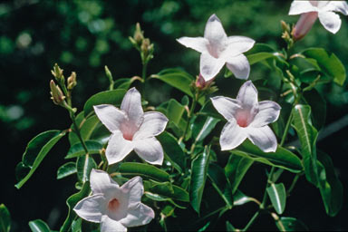 APII jpeg image of Cryptostegia grandiflora  © contact APII