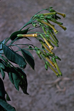 APII jpeg image of Nicotiana glauca  © contact APII