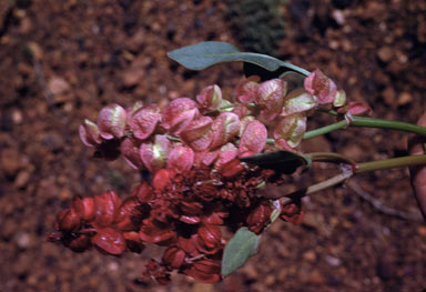 APII jpeg image of Acetosa vesicaria  © contact APII