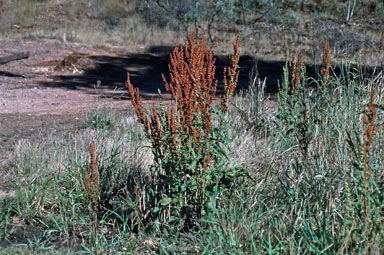 APII jpeg image of Rumex crispus  © contact APII