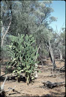 APII jpeg image of Opuntia dillenii-stricta  © contact APII