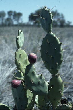 APII jpeg image of Opuntia dillenii-stricta  © contact APII