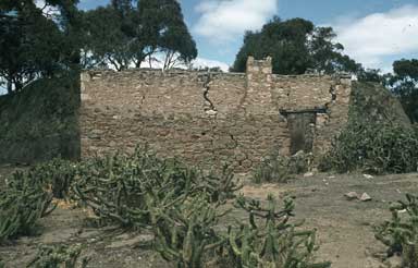 APII jpeg image of Cylindropuntia imbricata  © contact APII