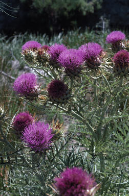 APII jpeg image of Cynara cardunculus  © contact APII