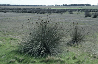 APII jpeg image of Juncus acutus  © contact APII