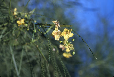 APII jpeg image of Parkinsonia aculeata  © contact APII