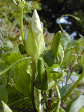 APII jpeg image of Thunbergia fragrans  © contact APII