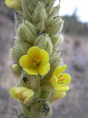 APII jpeg image of Verbascum thapsus  © contact APII