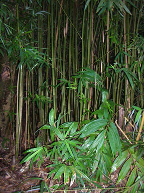 APII jpeg image of Phyllostachys nigra  © contact APII