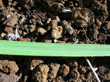 APII jpeg image of Cortaderia jubata  © contact APII