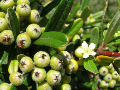 APII jpeg image of Pyracantha angustifolia  © contact APII