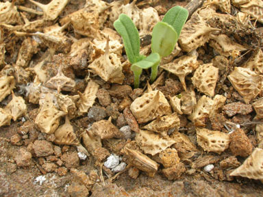 APII jpeg image of Tribulus cistoides  © contact APII