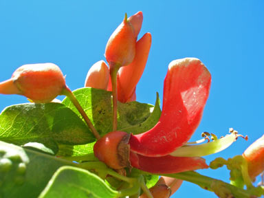 APII jpeg image of Erythrina christa-galli  © contact APII