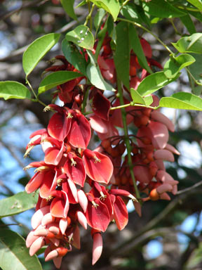 APII jpeg image of Erythrina christa-galli  © contact APII