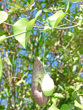 APII jpeg image of Aristolochia elegans  © contact APII