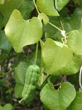 APII jpeg image of Aristolochia elegans  © contact APII