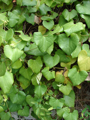 APII jpeg image of Aristolochia elegans  © contact APII