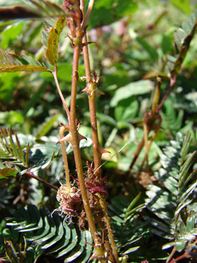 APII jpeg image of Mimosa pudica  © contact APII