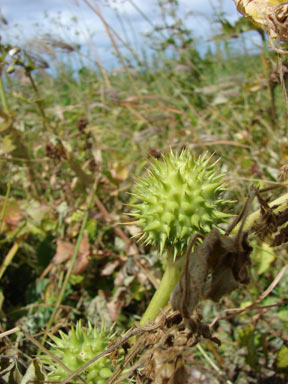 APII jpeg image of Datura stramonium  © contact APII