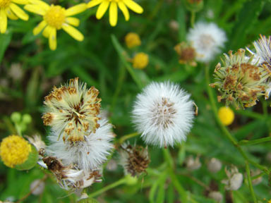 APII jpeg image of Senecio madagascariensis  © contact APII